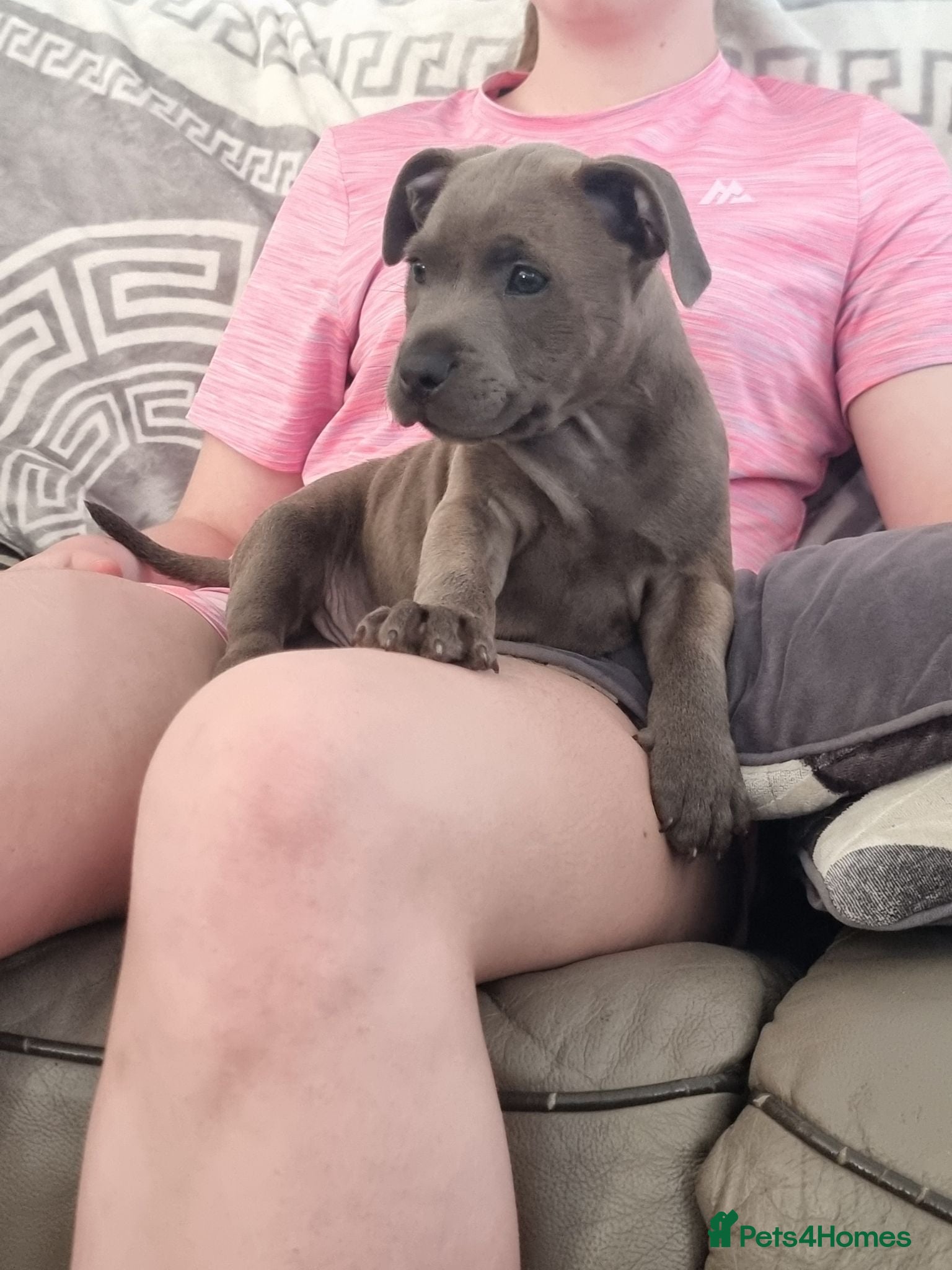 Staffordshire Bull Terrier dogs Staffordshire bull terrier blue kc reg full ped - Advert 2