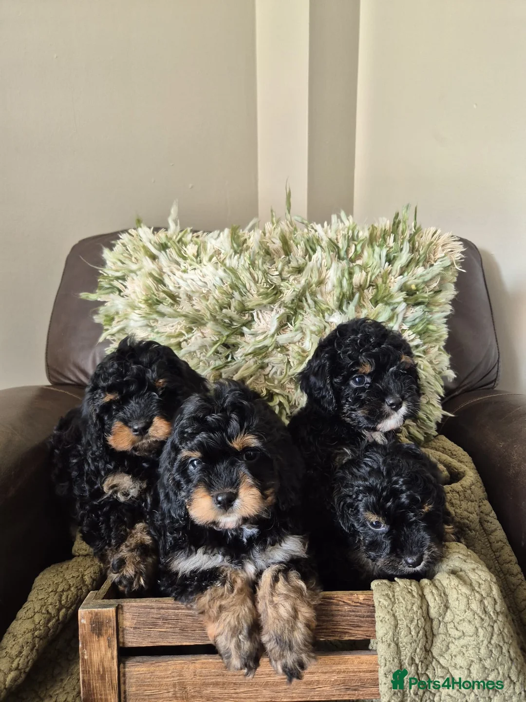 Cavapoo dogs for sale: Beautiful cavapoo puppies - Advert 1