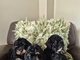 Cavapoo dogs Beautiful cavapoo puppies - Advert 4