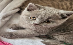 British Shorthair cats for sale: 2 British short hair boys  - Advert 16