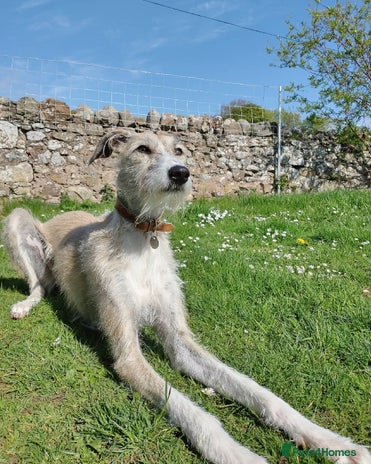Whippet Puppies Long Haired Lurcher Pups For Sale Long Haired