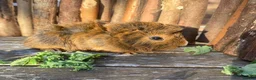 Guinea Pig rodents for sale: Abyssinian/ long-haired babies - Advert 8