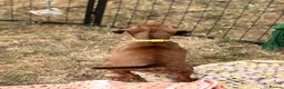 Boxer dogs for sale: Beautiful RED - with BLACK MASK-long tail  - Advert 6
