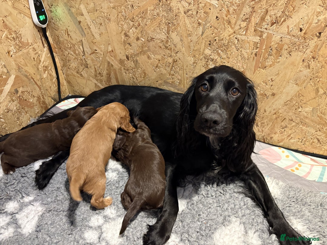 Cocker Spaniel dogs for sale: 🏆 KC Reg Working Cocker Spaniels – FTCH Line 🐾 - Image 16