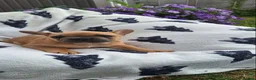 French Bulldog dogs for sale: French Bulldog PuppiesReady for Their Forever home - Advert 12