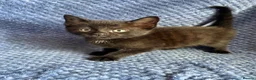 Maine Coon cats for sale: Maine coon x  - Advert 39