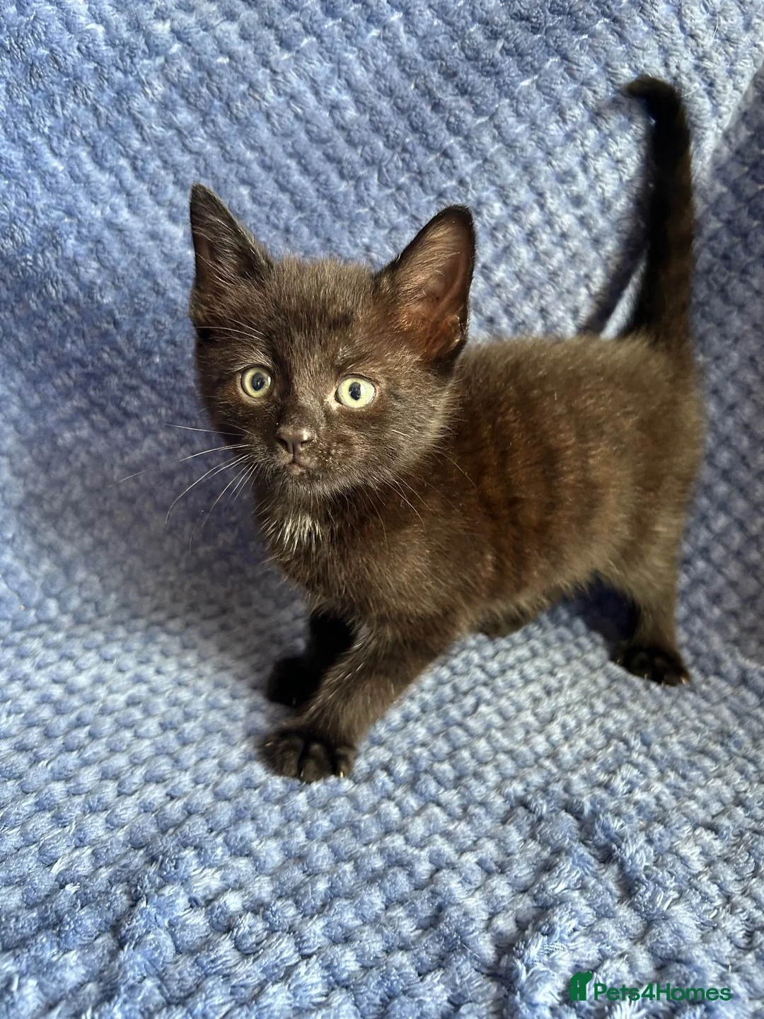 Maine Coon cats for sale: Maine coon x  - Advert 39