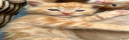 Ragdoll cats for sale: Handsome well handled and social ginger ragdoll x - Advert 9