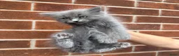 Ragdoll cats for sale: Ragdoll Kittens  - Advert 21