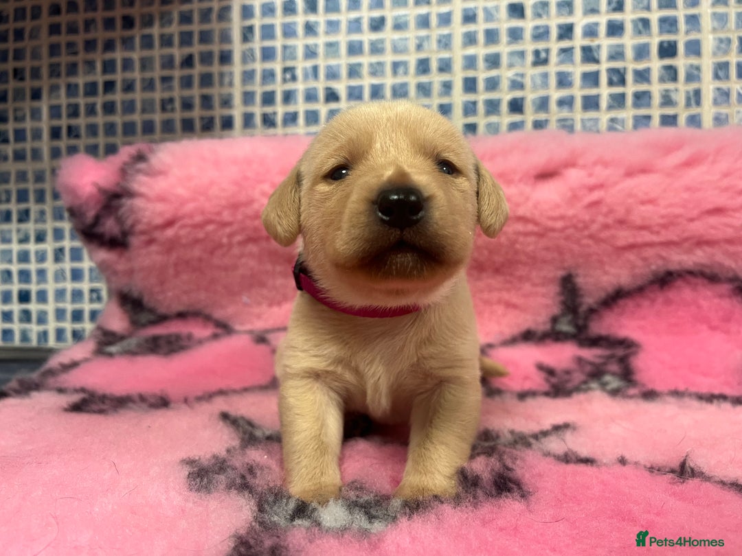 Labrador Retriever dogs for sale: 2 Labrador Retrievers girls left  - Advert 25