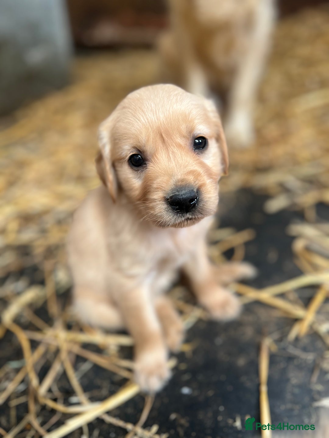 Golden Retriever dogs for sale: Beautiful Golden retrievers  - Image 5