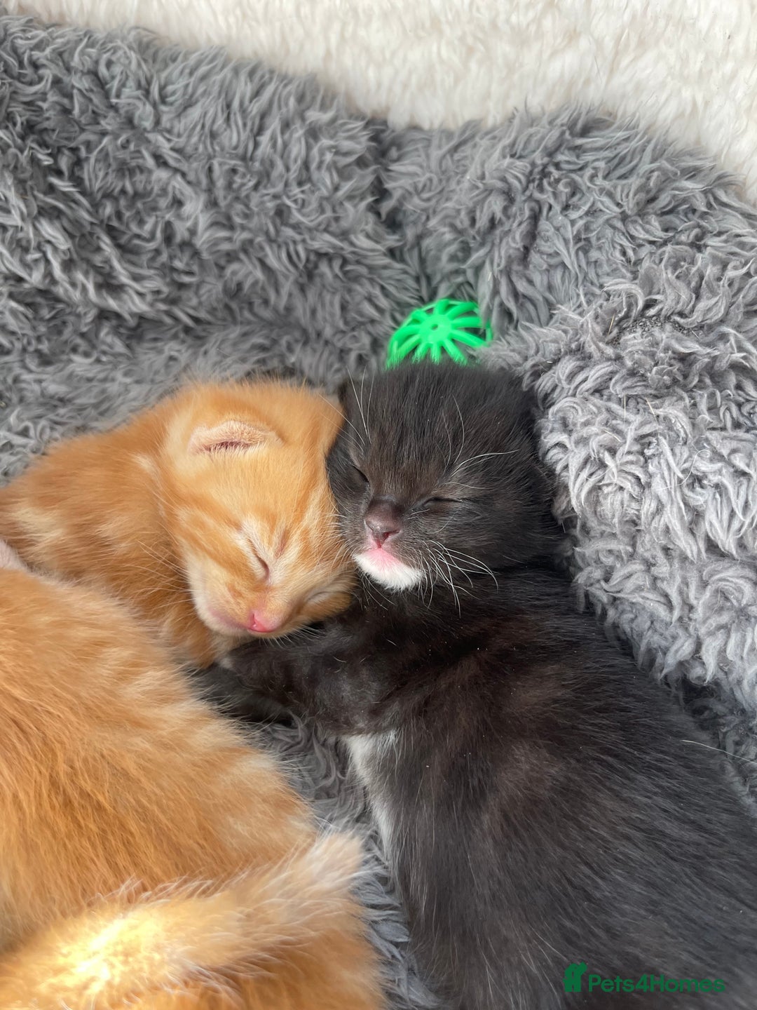 American Shorthair cats for sale: 4 male kittens for sale! - Image 4