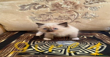 Ragdoll cats - Advert 2