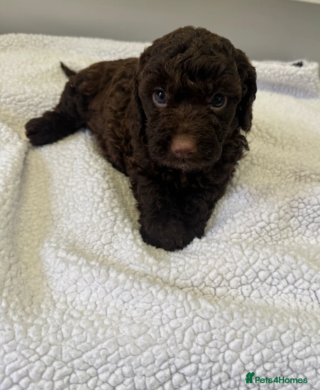 Cockapoo dogs for sale: F1 cockapoos  - Advert 11