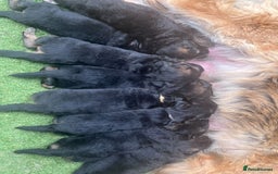 German Shepherd dogs for sale: Czech long hair German shepherd  - Image 6