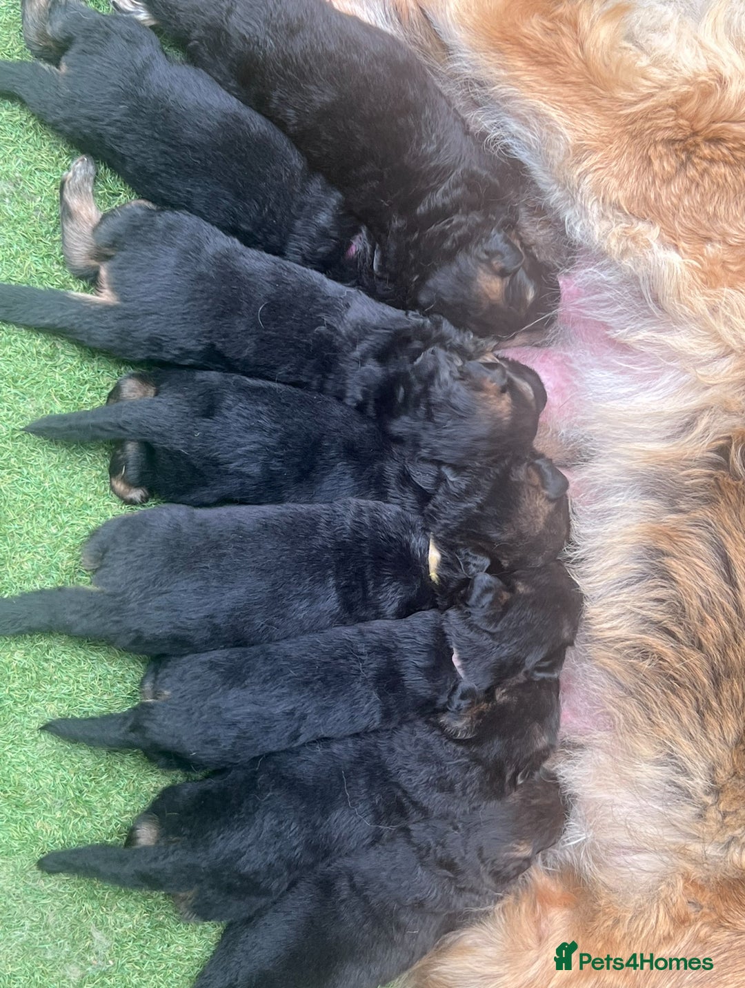German Shepherd dogs for sale: Czech long hair German shepherd  - Image 6