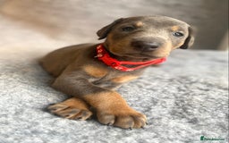 Dobermann dogs for sale: DOBERMAN PUPPIES (BOTH KC HEALTH TESTED PARENTS) - Image 17