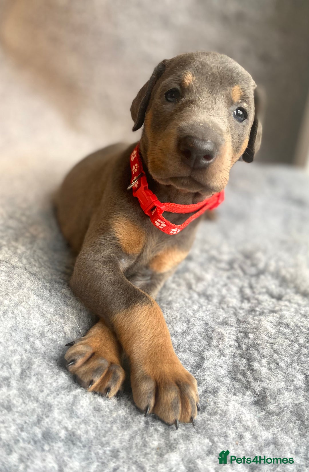 Dobermann dogs for sale: DOBERMAN PUPPIES (BOTH KC HEALTH TESTED PARENTS) - Image 17