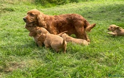 Cocker Spaniel dogs for sale: Show Type Cocker Spaniel Puppies - Advert 2
