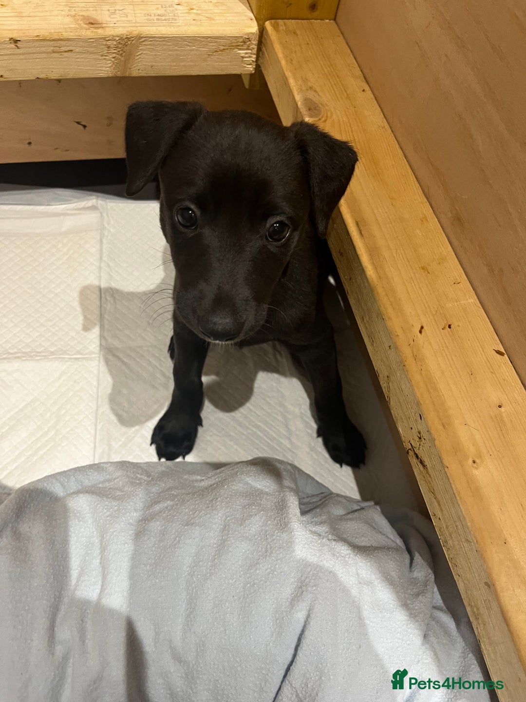 Whippet dogs for sale: 🐾 KC Registered Black Whippet Puppies 🐾 - Image 17