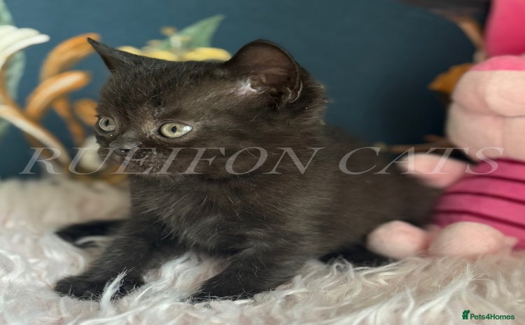 British Shorthair cats - Advert 1
