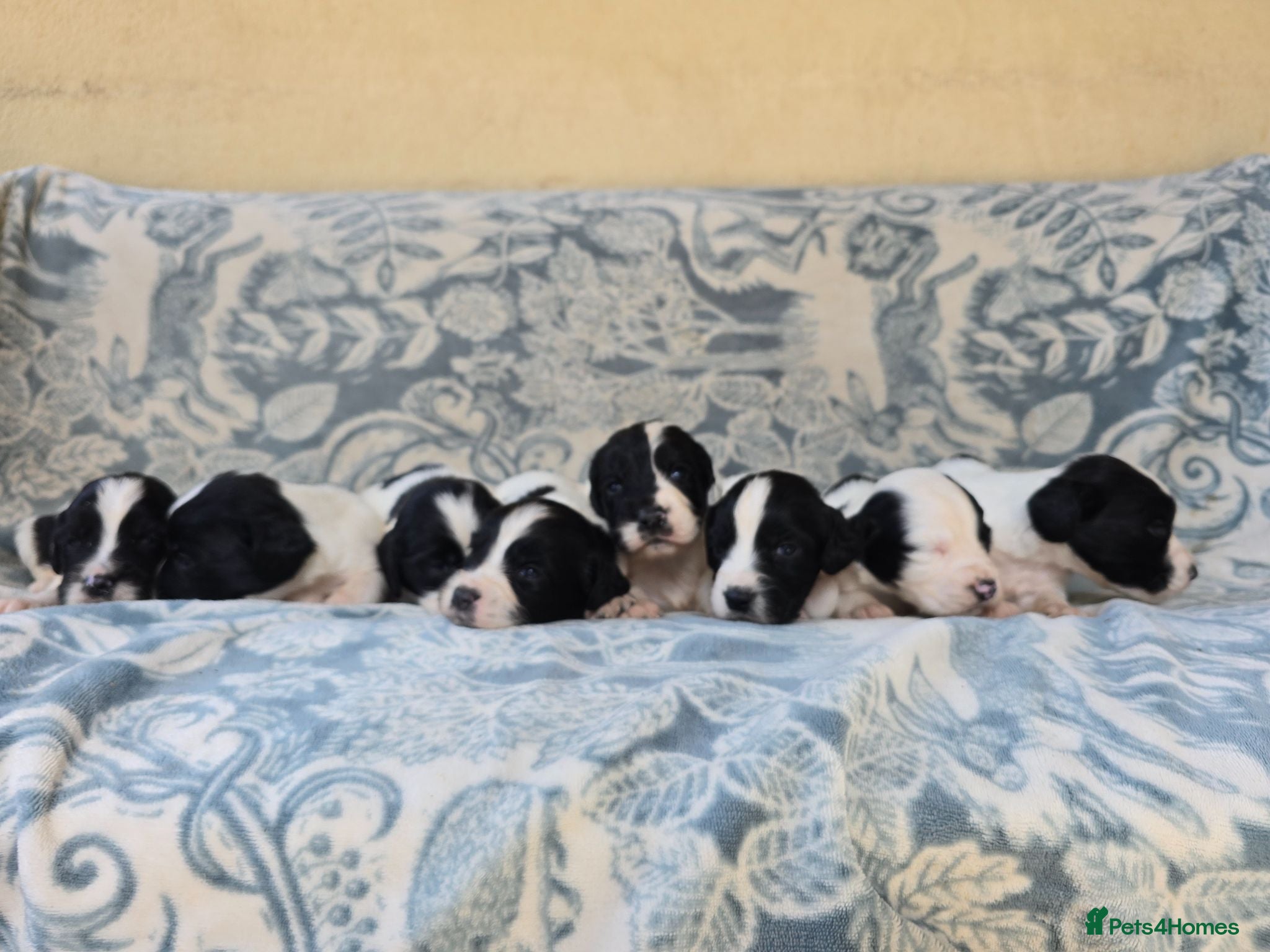 English Springer Spaniel dogs English springer spaniel litter  - Advert 14