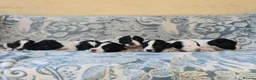 English Springer Spaniel dogs for sale: springer spaniel litter. 2 AVAILABLE  - Advert 21