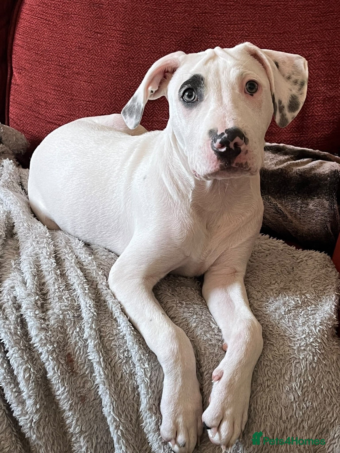 Staffordshire Bull Terrier dogs Gorgeous missy the second  - Advert 12