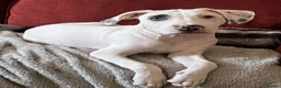 Staffordshire Bull Terrier dogs for sale: Gorgeous missy the second  - Advert 8