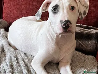 Staffordshire Bull Terrier dogs Gorgeous missy the second - Advert 12