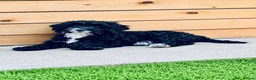 Sproodle dogs for sale: Stunning F1 Sproodles  - Advert 12