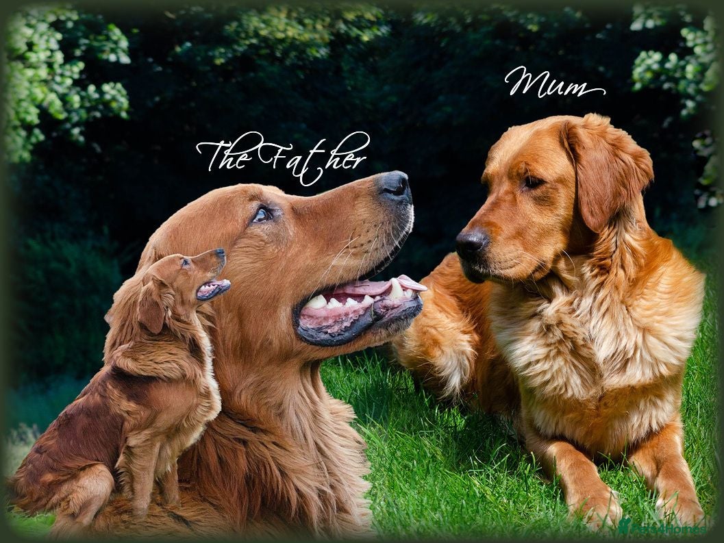 Golden Retriever dogs  GOLDEN RETREVER KC PUPPIES - Advert 10