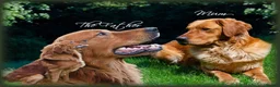 Golden Retriever dogs for sale: READY GOLDEN RETREVER KC PUPPIES - Advert 34