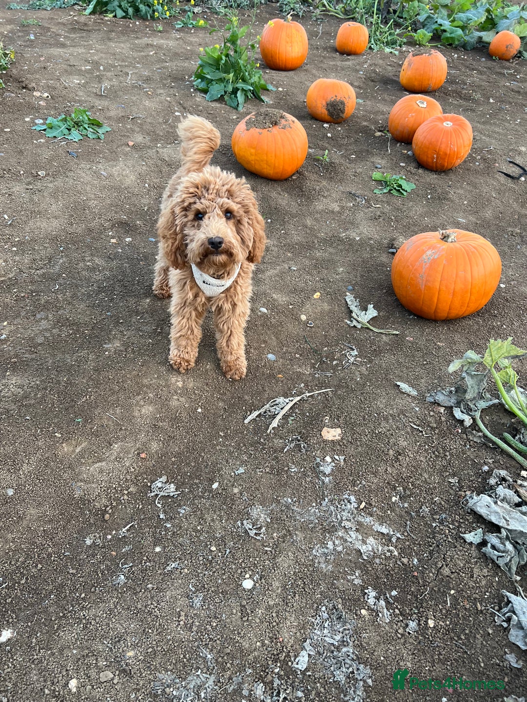 Cockapoo dogs for sale: Red Cockapoo Female Puppy  - Advert 3