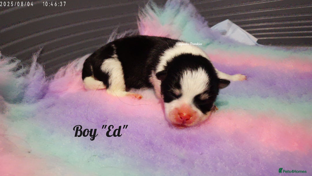 Pomsky dogs for sale: Stunning Pomsky Puppies! Health tested parents.  - Image 3