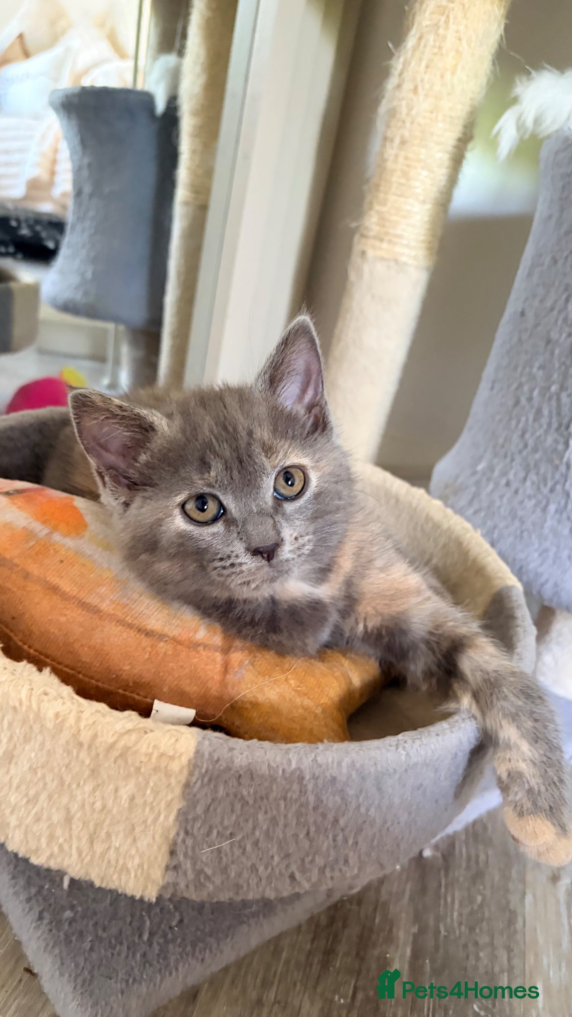Scottish Fold cats for sale: Scottish fold, Maine coon x in Newmarket - Advert 8