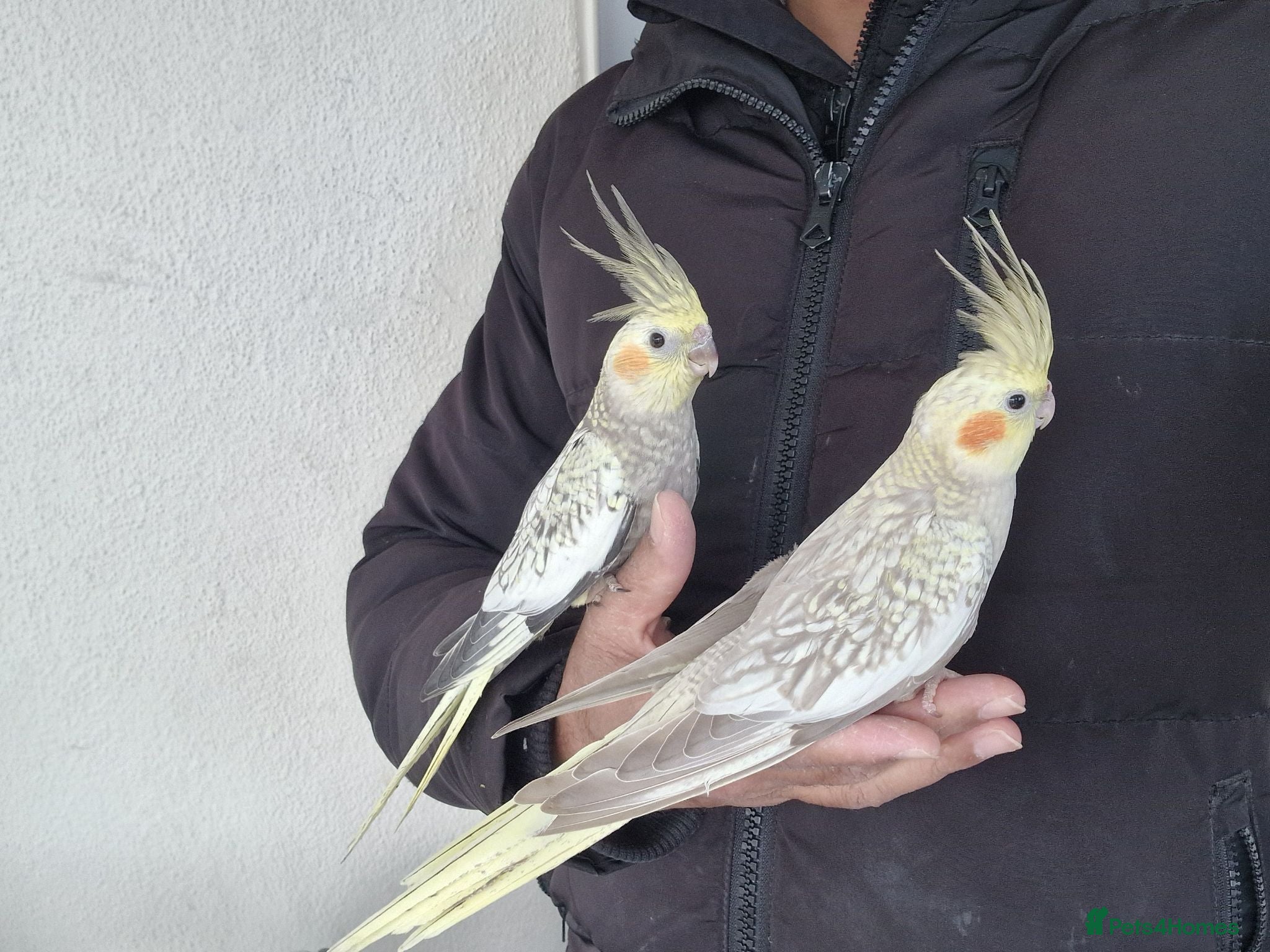 Cockatiels birds Super hand tamed baby cockatiels  - Advert 6