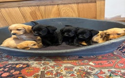 Goldador dogs for sale: GORGEOUS GOLDADORS  - Image 9