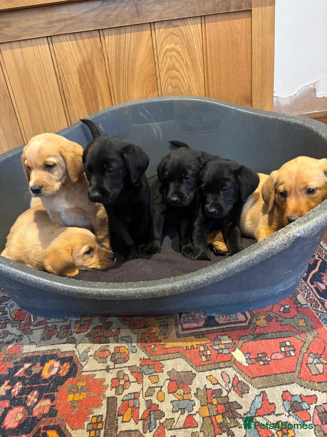 Goldador dogs for sale: GORGEOUS GOLDADORS  - Image 9