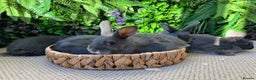 Mixed Breed rabbits for sale: Bunny’s ready to go  - Advert 5