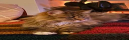Siberian cats for sale: Siberian Former Show Queen  - Advert 10