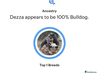 English Bulldog dogs Blue Tri stud boy health tested clear - Advert 4