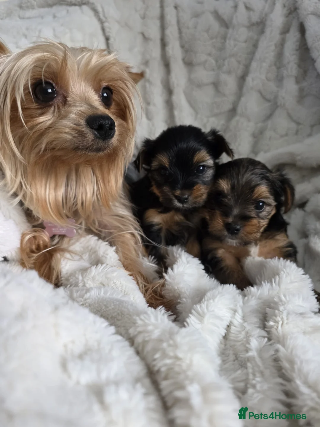 Yorkshire Terrier dogs for sale: Yorkshire Terrier Puppies Mini - Advert 12
