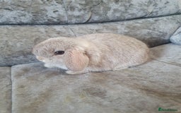 Mini Lop rabbits for sale: 2 gorgeous mini lop babies  - Image 2