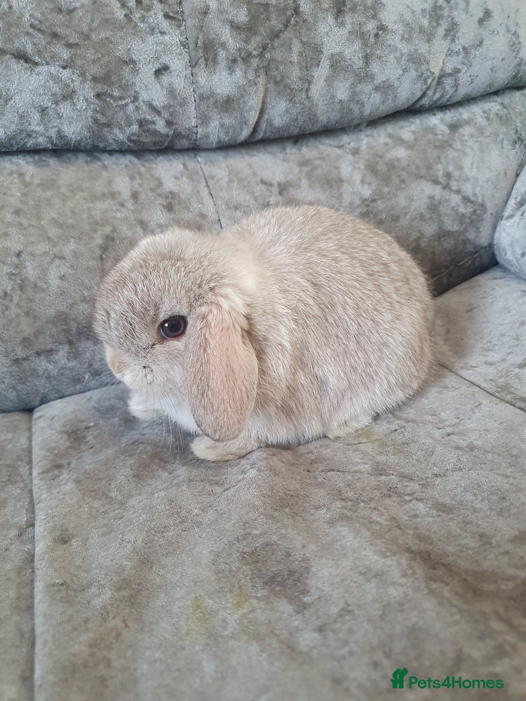 Mini Lop rabbits for sale: 2 gorgeous mini lop babies  - Image 2