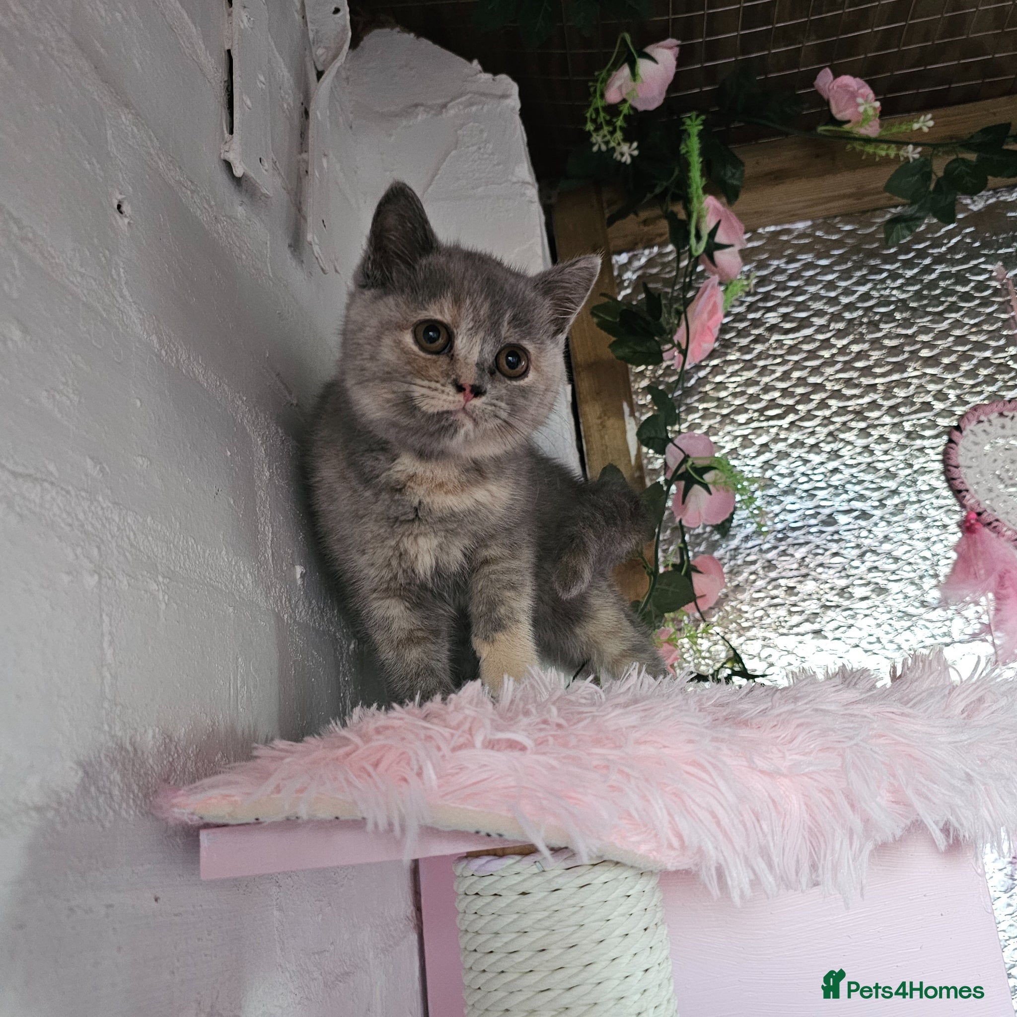 British Shorthair cats Stunning girl - Advert 2