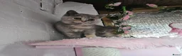 British Shorthair cats for sale: Stunning girl - Advert 1