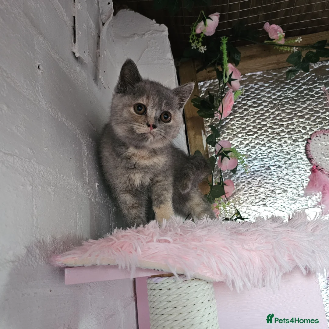 British Shorthair cats for sale: Stunning girl - Advert 1