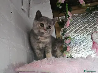 British Shorthair cats Stunning girl - Advert 2