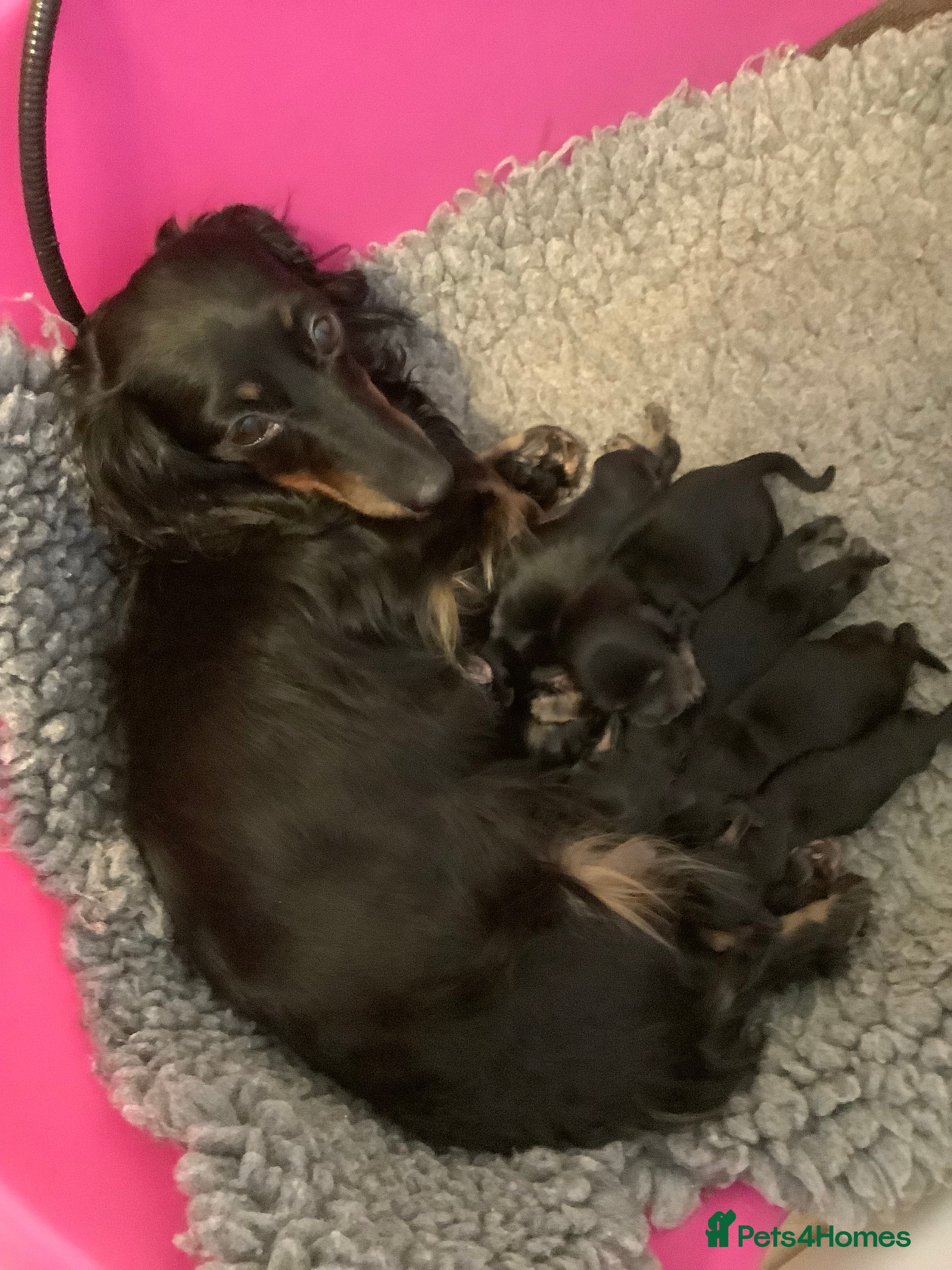 Dachshund dogs KC reg highly dna tested long hair dachshund pups - Advert 2
